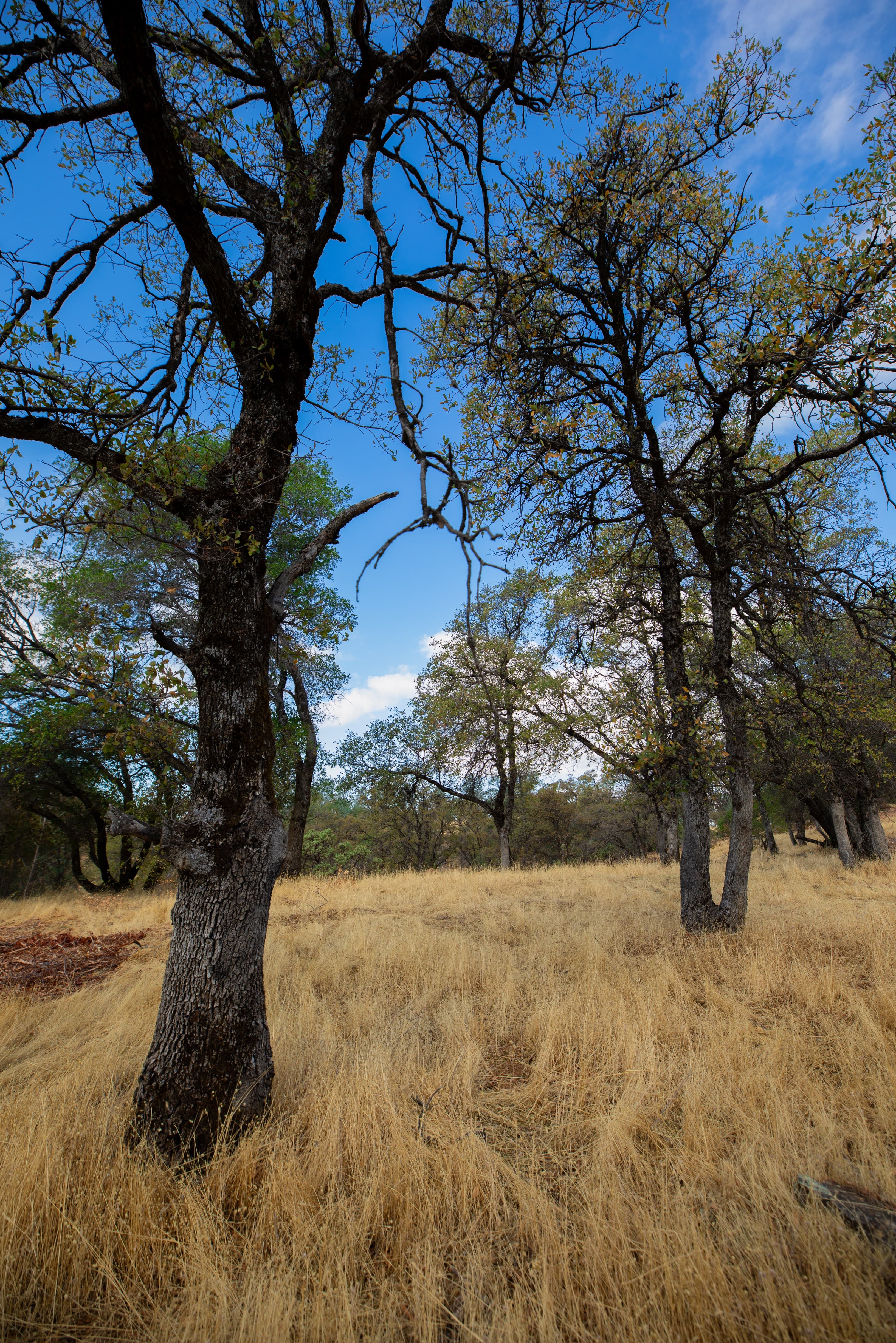 Prescribed burn for forest health