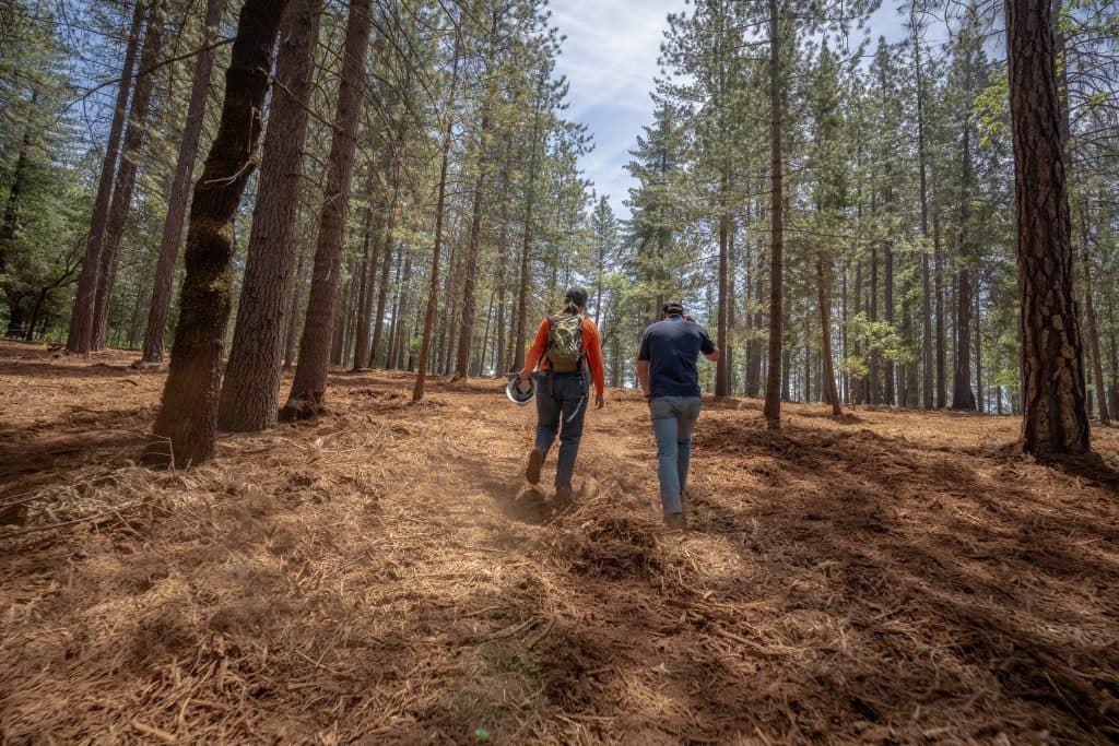 Project Notice: Forest Ranch - Doe Mill Ridge Mastication and Hand Piling Project, Phase 2