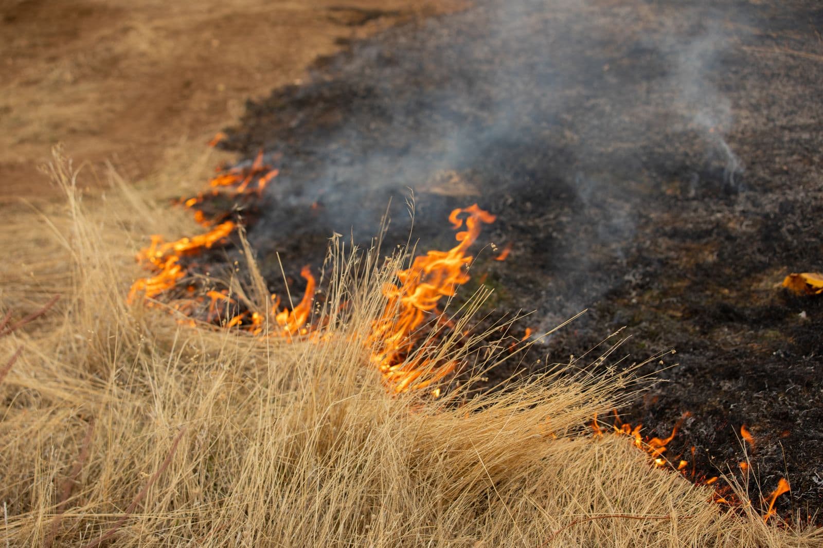 Good Fire for Healthy Landscapes: BCFSC Prescribed Burns in Butte County