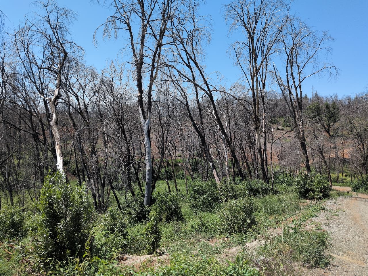 Project Notice: Park Fire Restoration Project