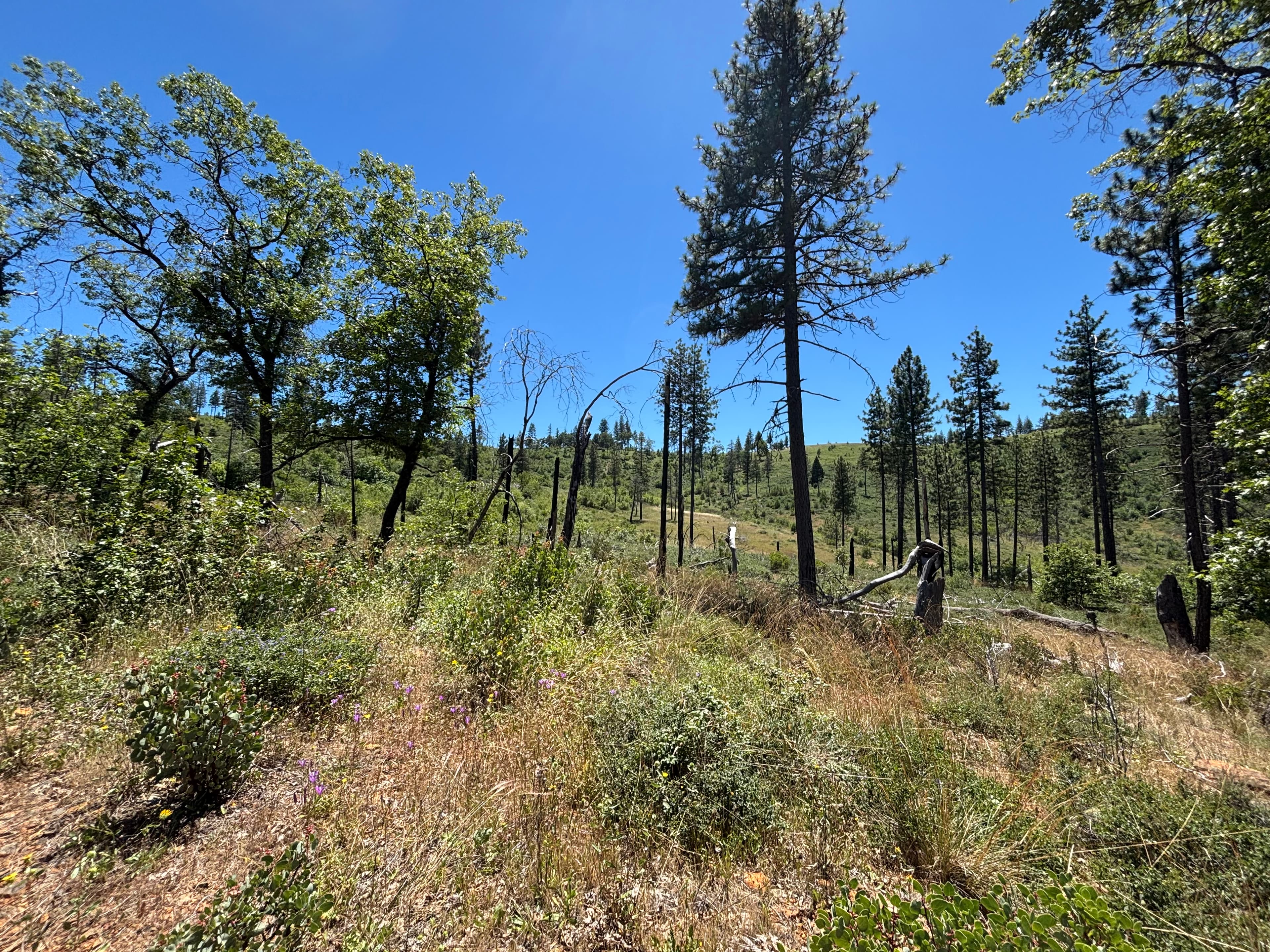 Request for Proposals: Rim Road Restoration Project