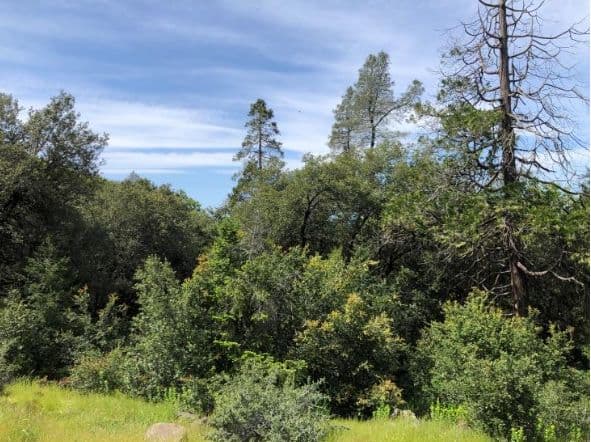 Magalia Fuel Break Project