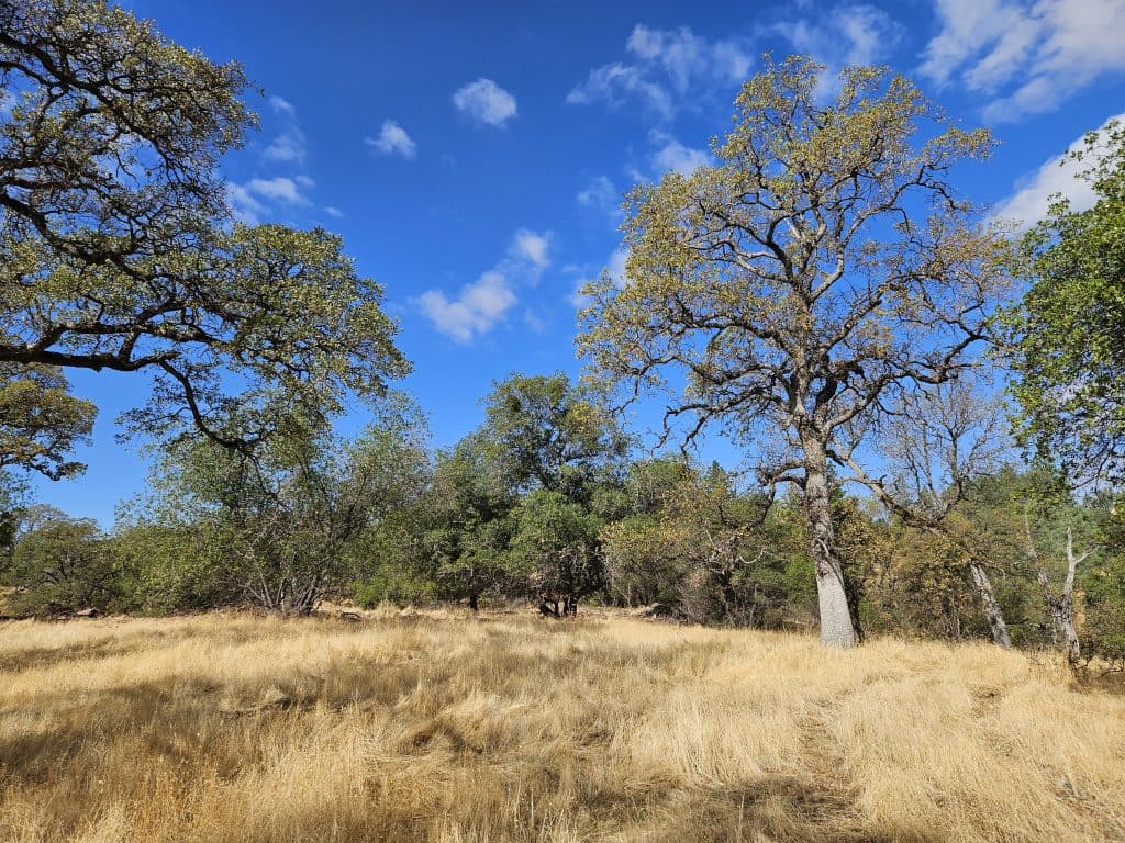 Project Notice: Paradise - South Paradise Blue Oaks Project