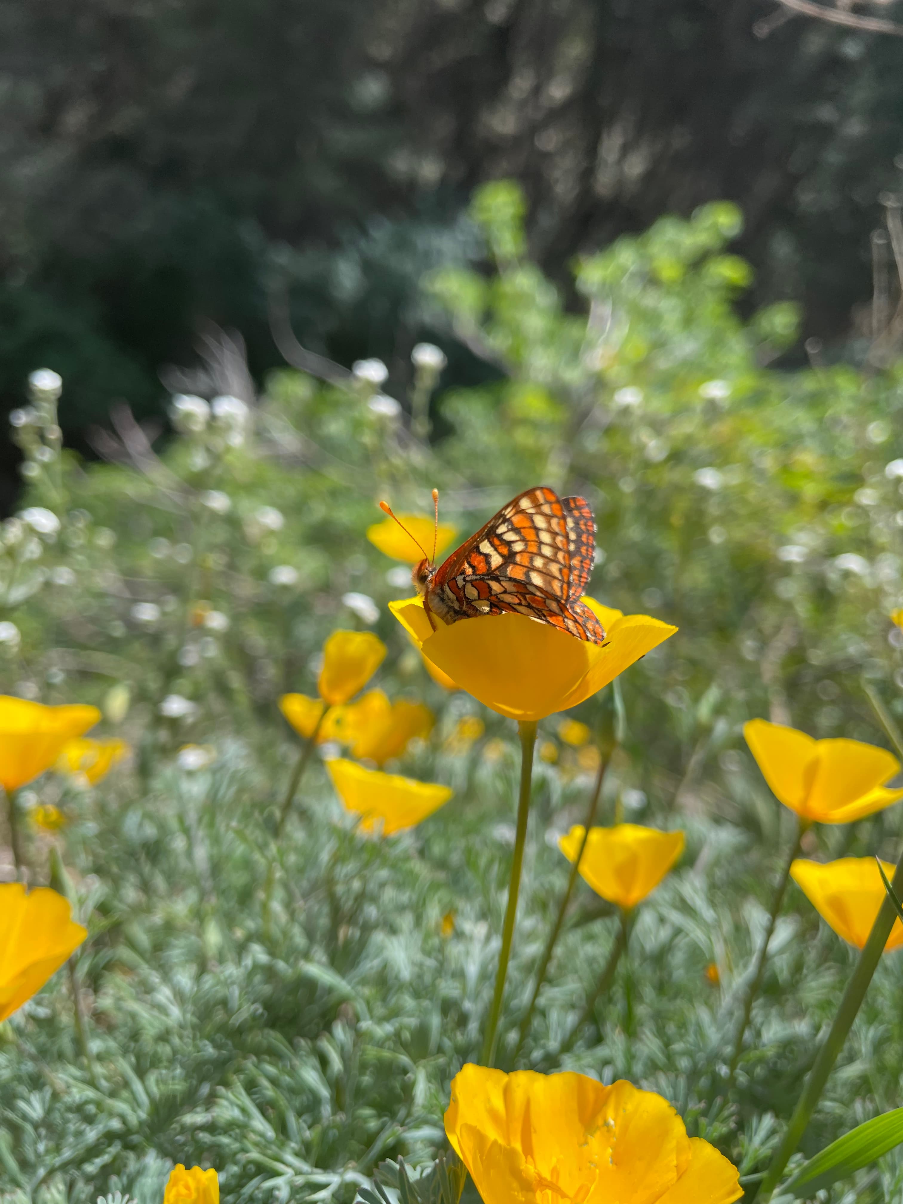 Water-wise & Habitat-friendly Garden Tour