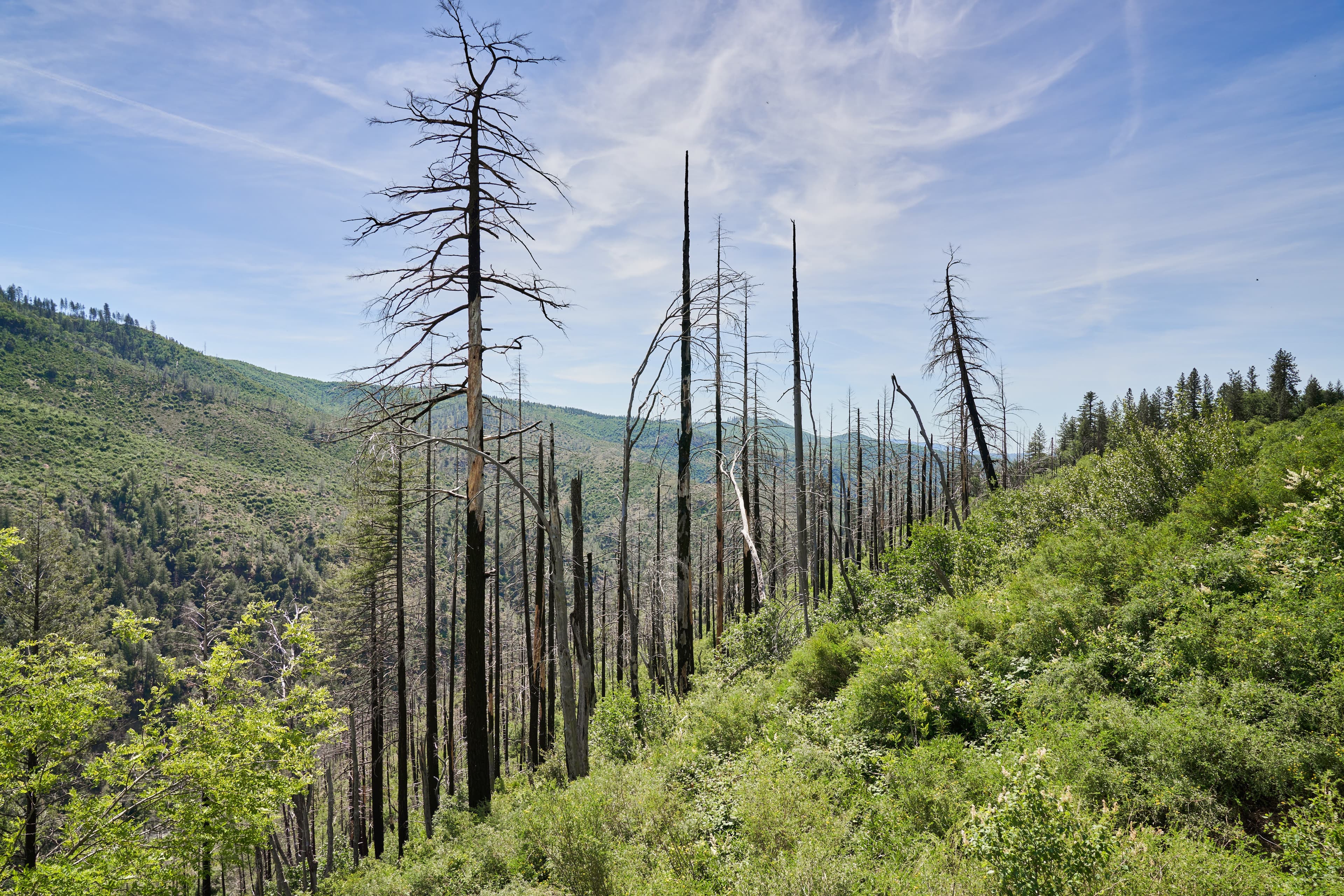 Forest health in Butte County