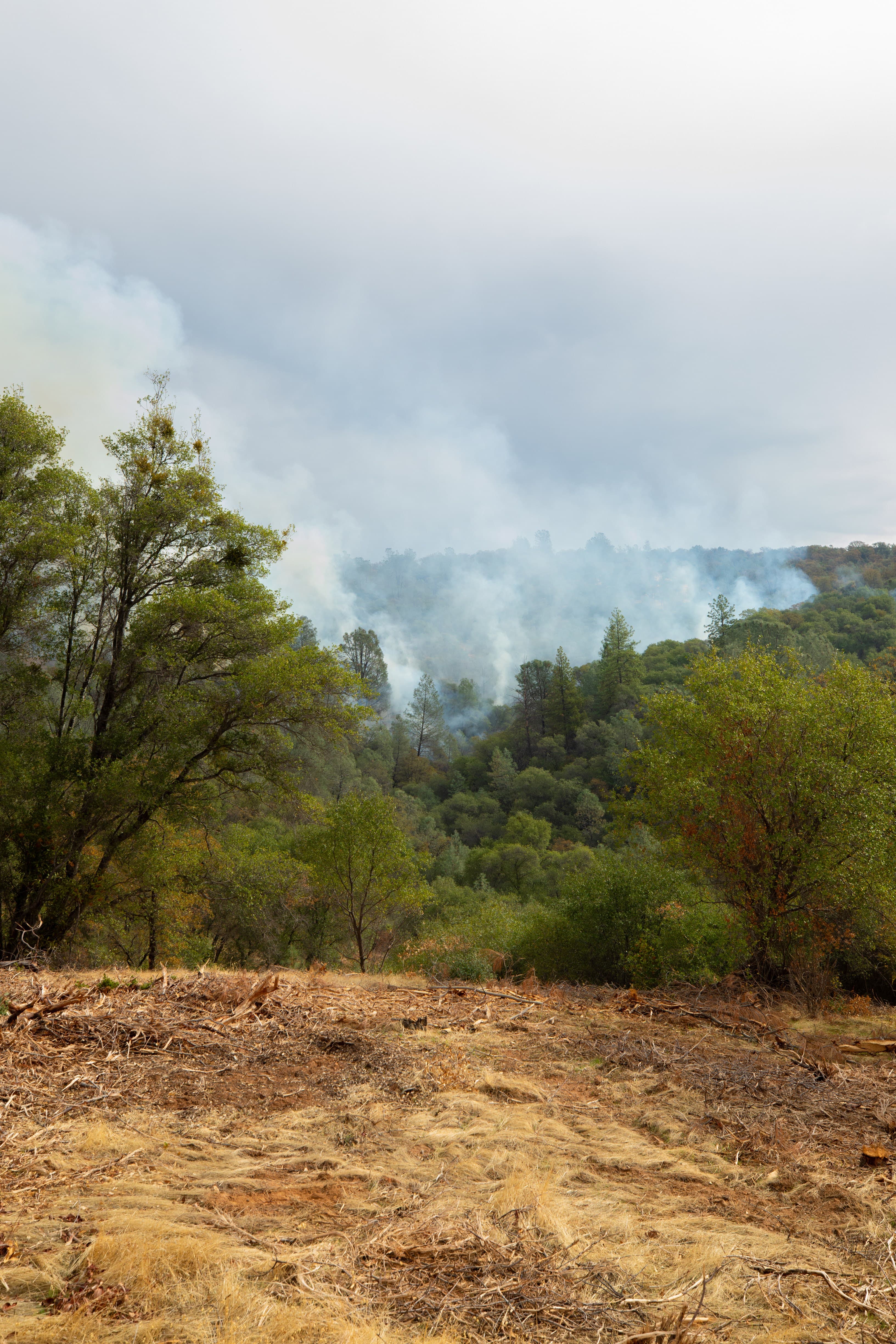 Forest health in Butte County