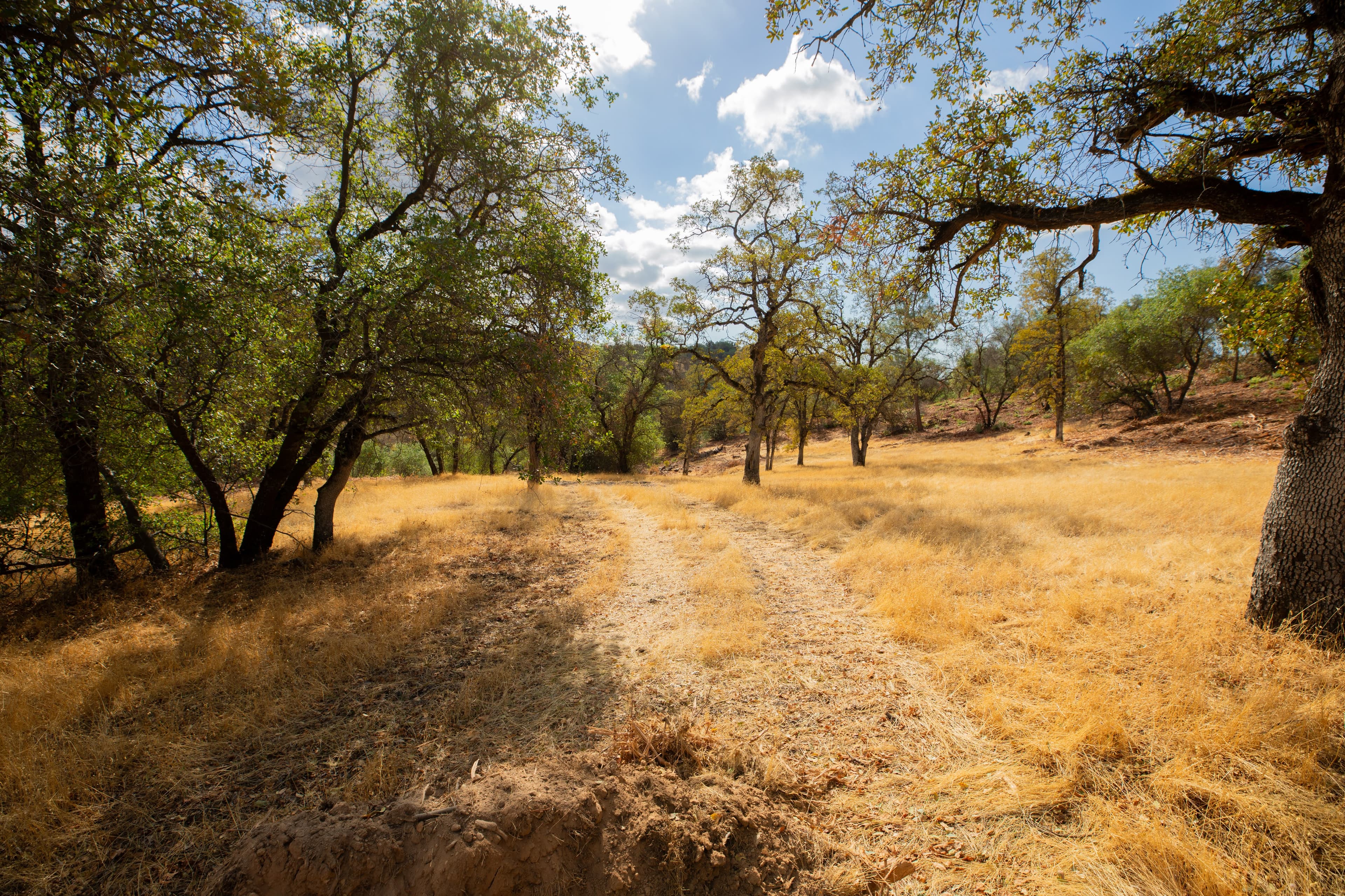 Pre-burn forest conditions in Butte County