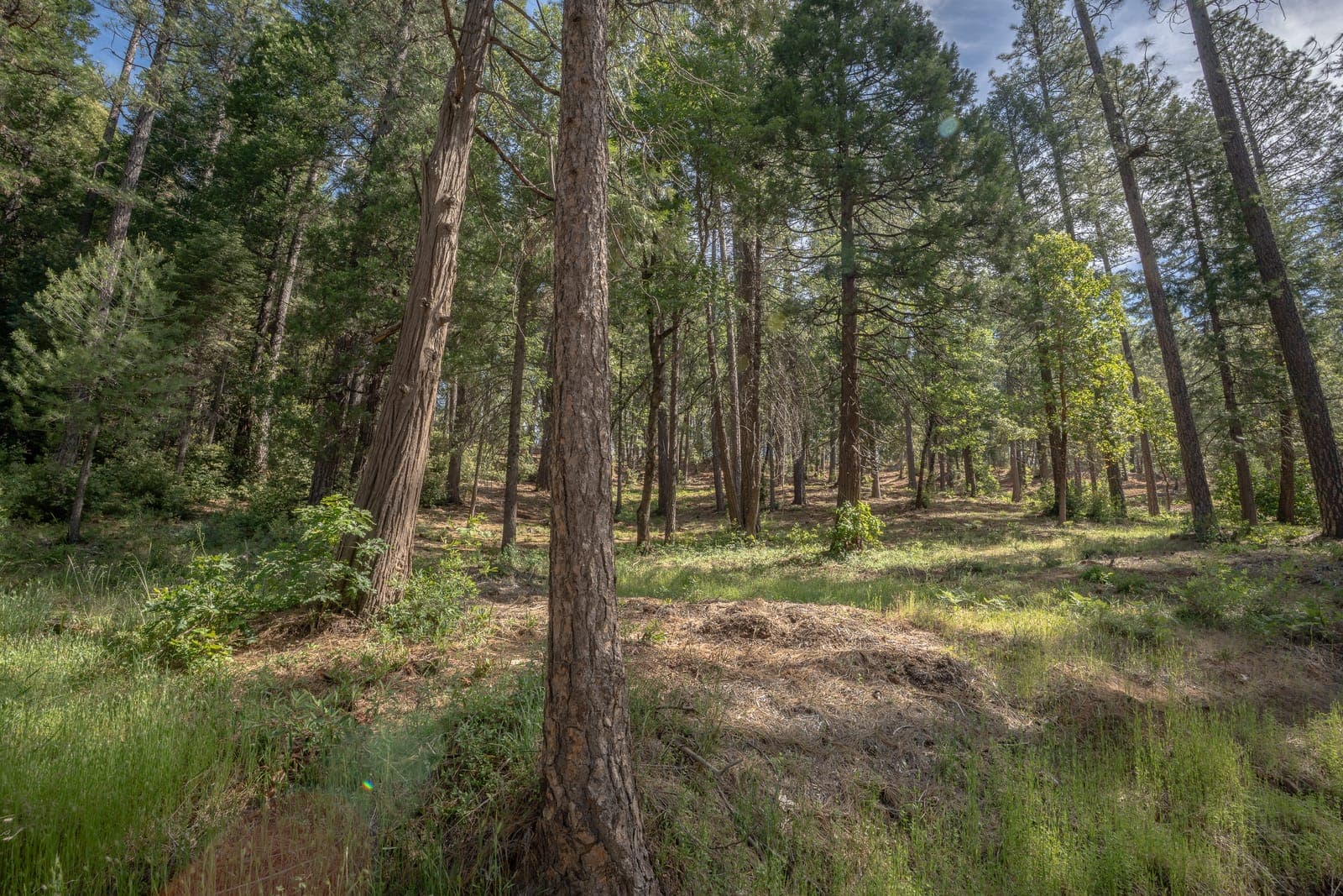 BCFSC team working on forest restoration