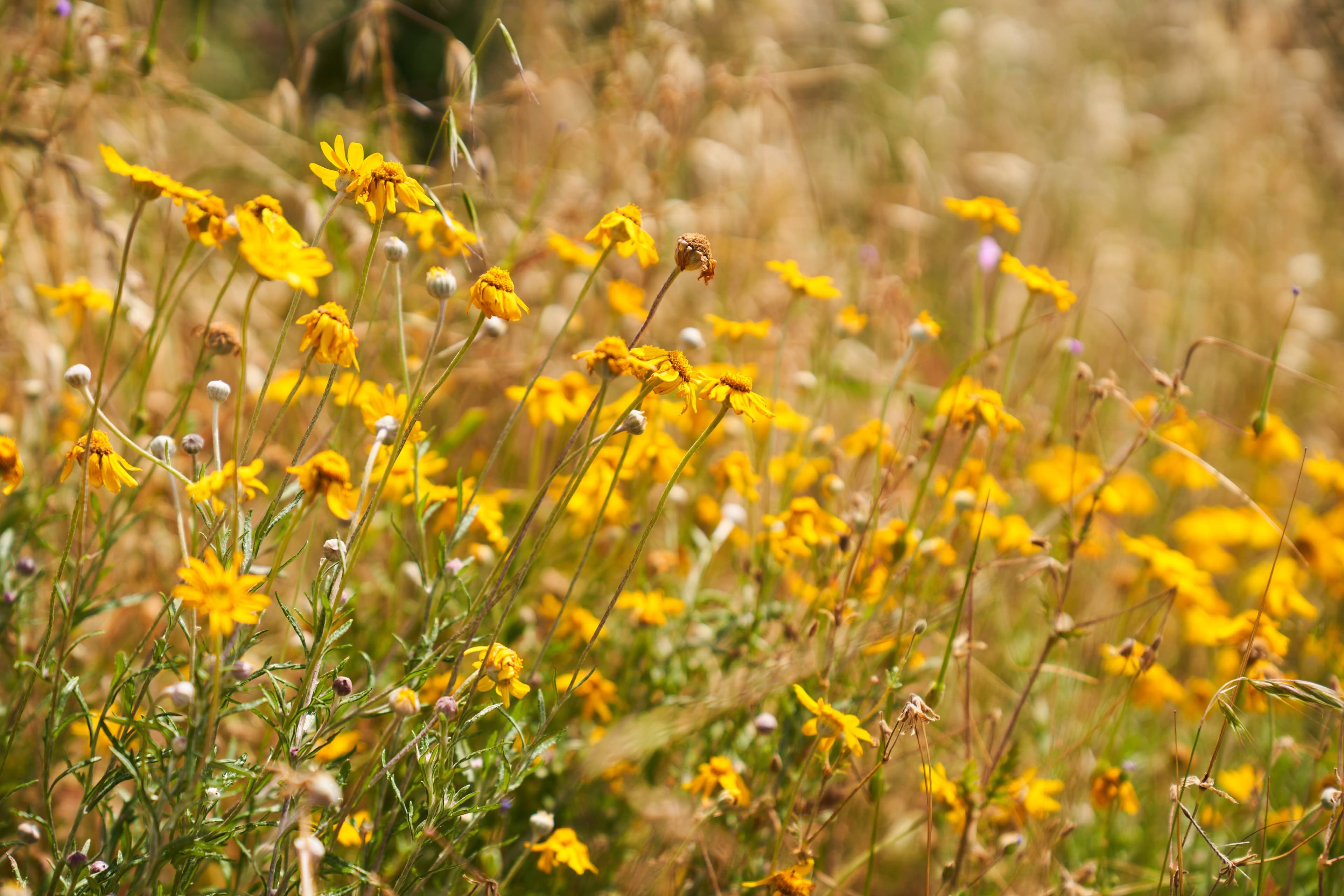 Bright yellow wildflowers blooming among tall dry grasses
