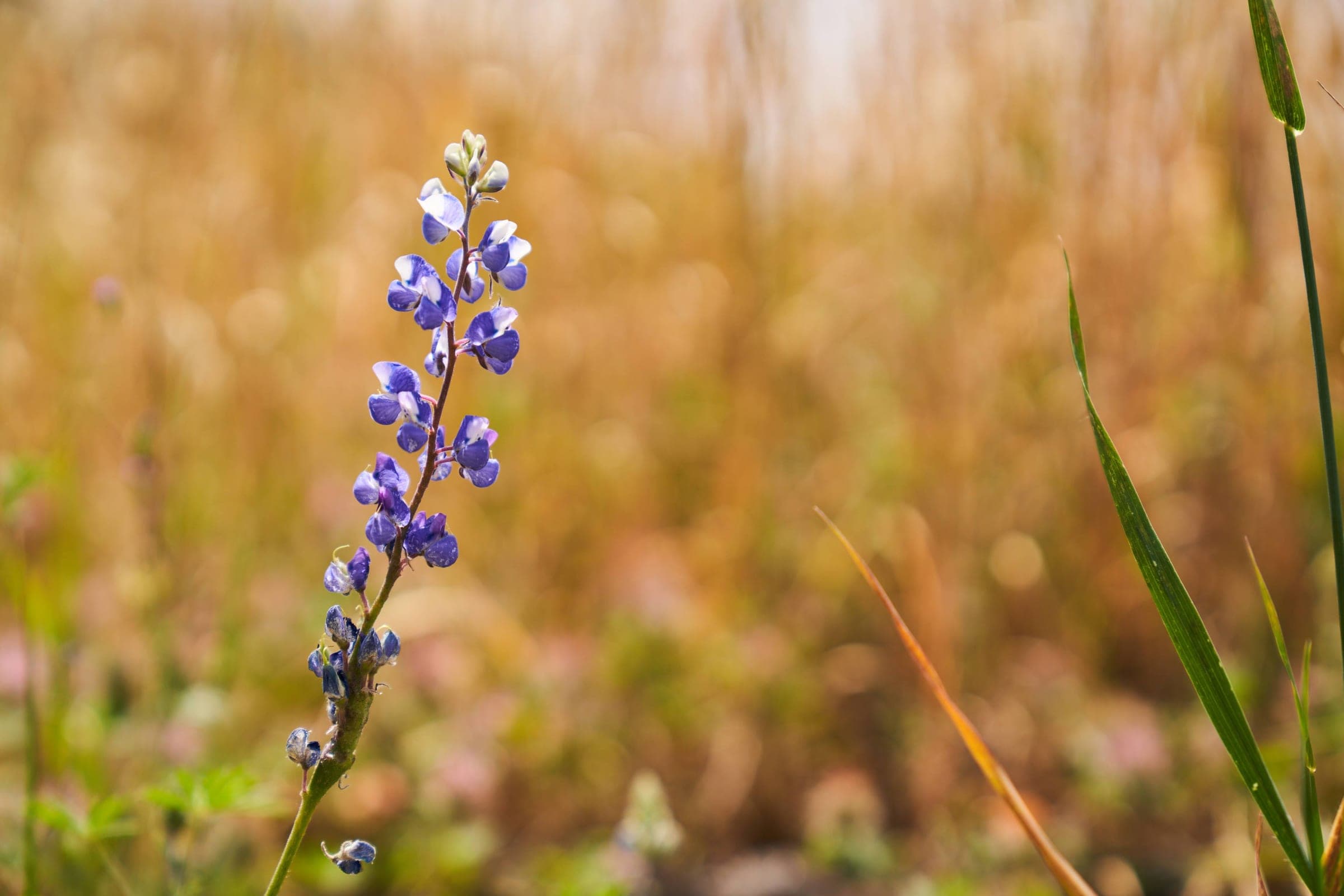 Wild lupine blooming in a Butte County field