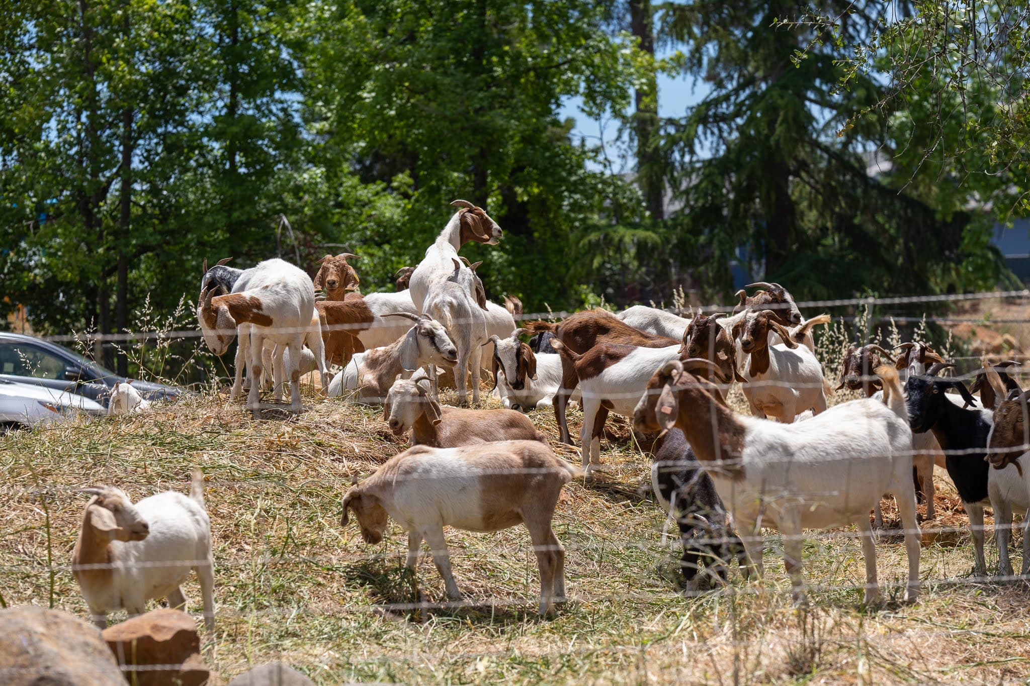 A herd of goats grazing on dry grass and brush behind a wire fence, reducing fuel loads in a Butte County neighborhood