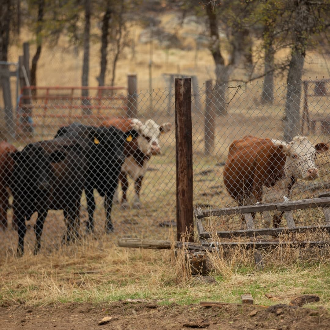 Livestock and Natural Resources Information Center