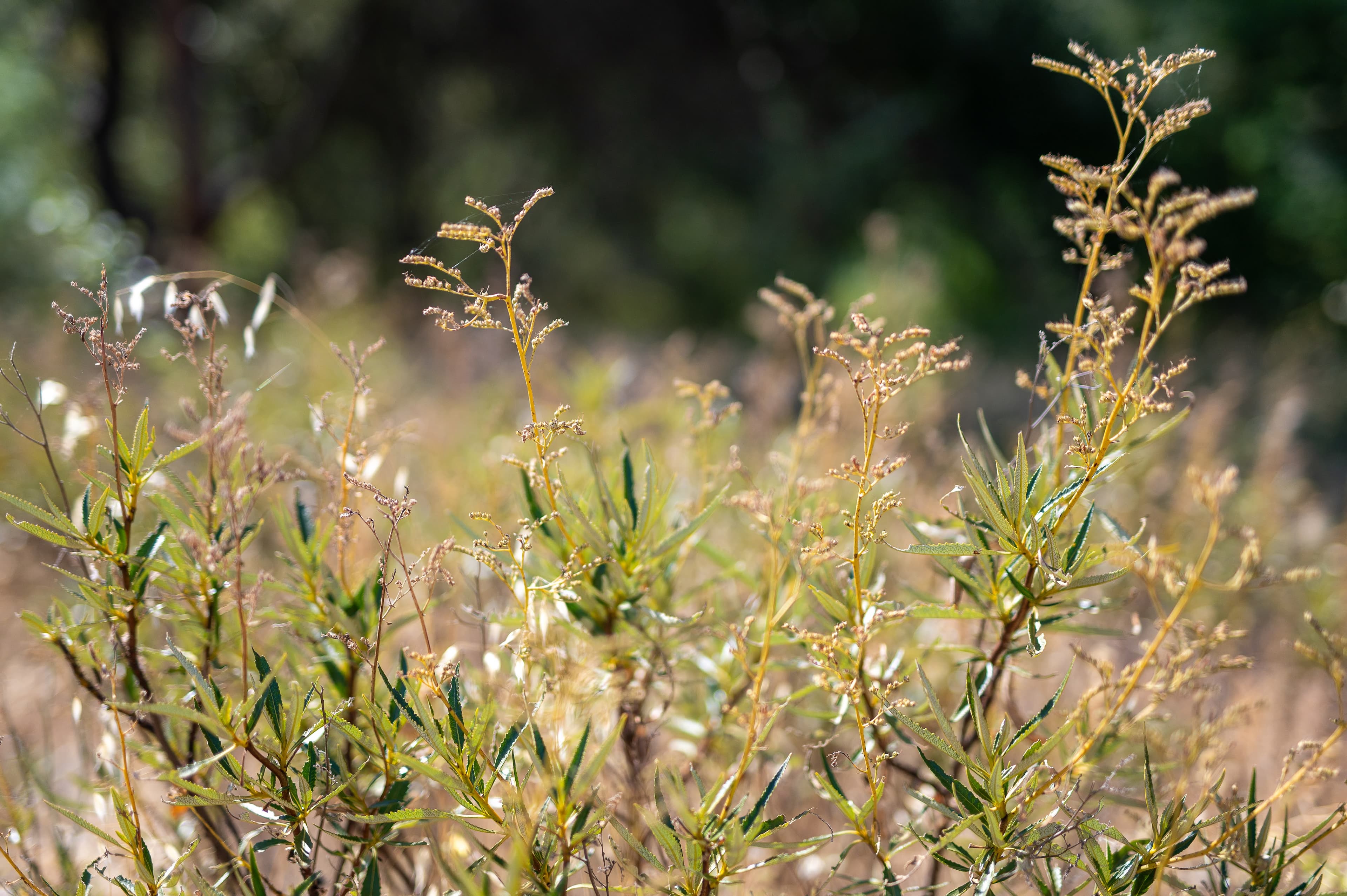 Sunlit native shrubs and dry grasses growing at the edge of a wooded area