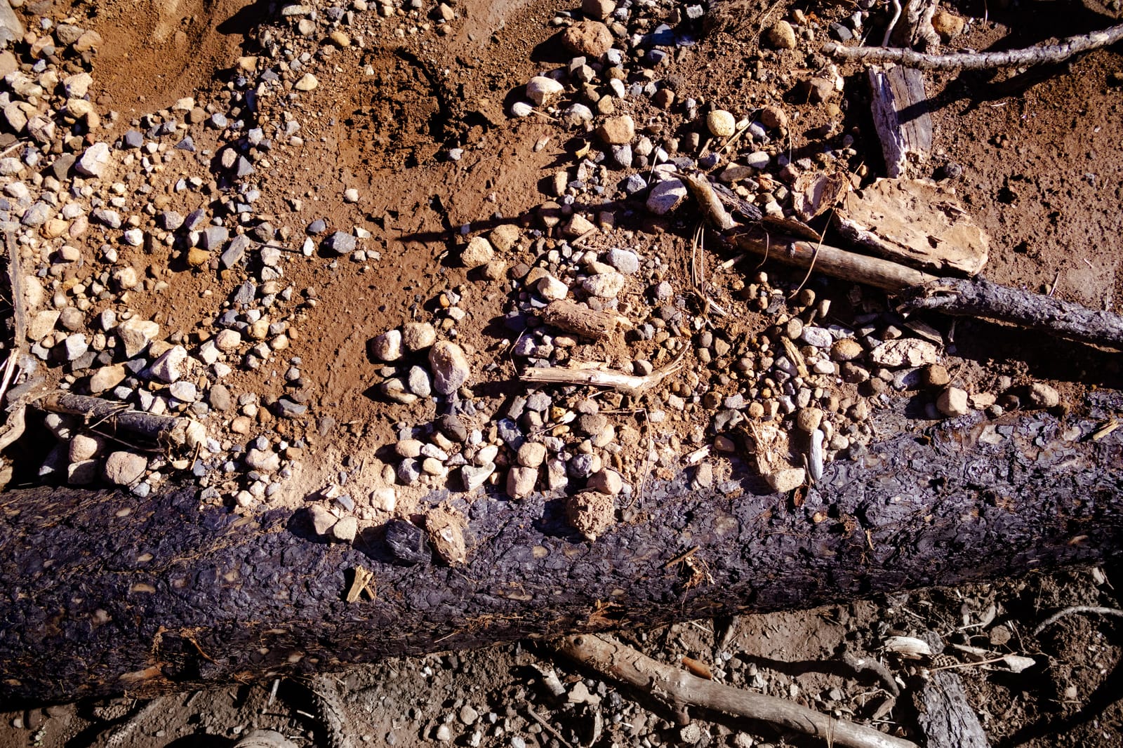 Post-fire restoration work in Big Chico Creek Canyon